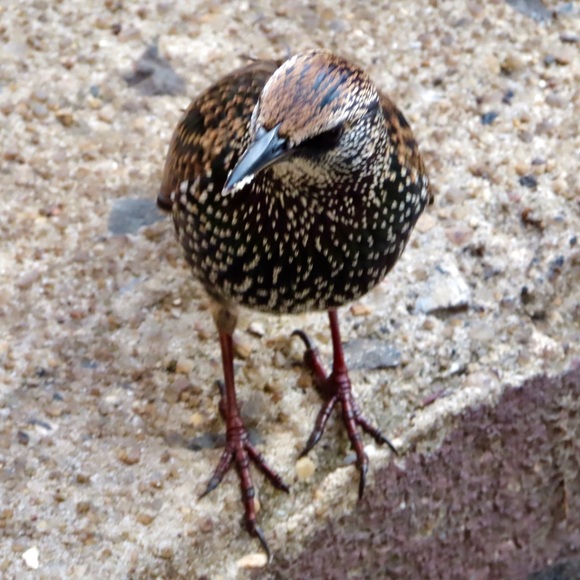 hugorodz